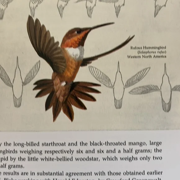 The Life Of The Hummingbird by Alexander F. Skutch HC book - Picture 6 of 12